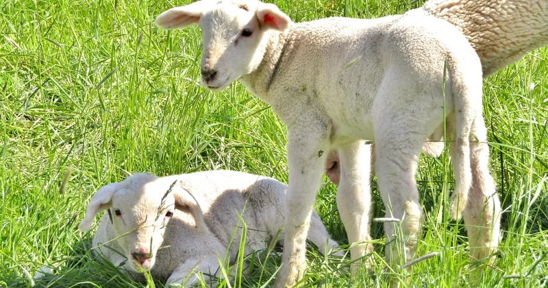 Quelle laine choisir : mérinos, coton ou mélange ?